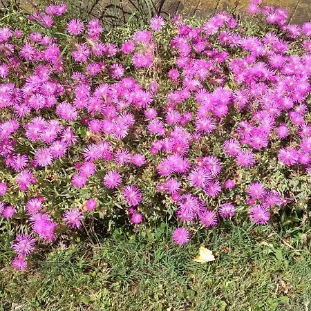 Casa Delle Rose Winery Lantgård *