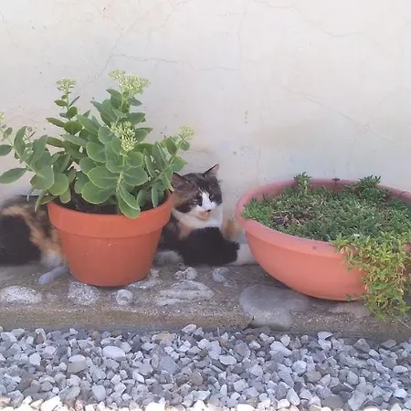 Casa Delle Rose Winery Lantgård