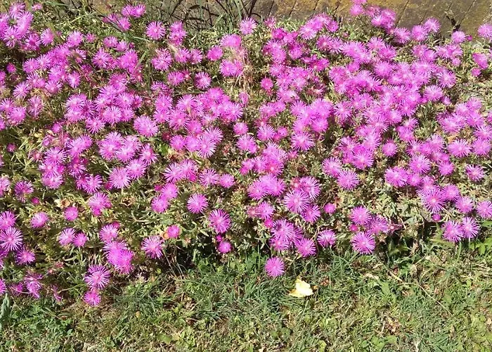 Casa Delle Rose Winery Farmház *