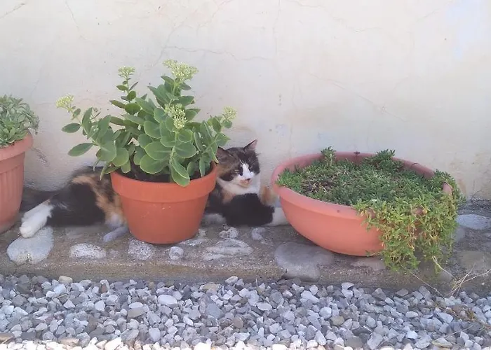 Casa Delle Rose Winery Farmház